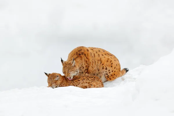 Lynx Bosque Nieve Lince Euroasiático Invierno Escena Fauna Naturaleza Checa — Foto de Stock