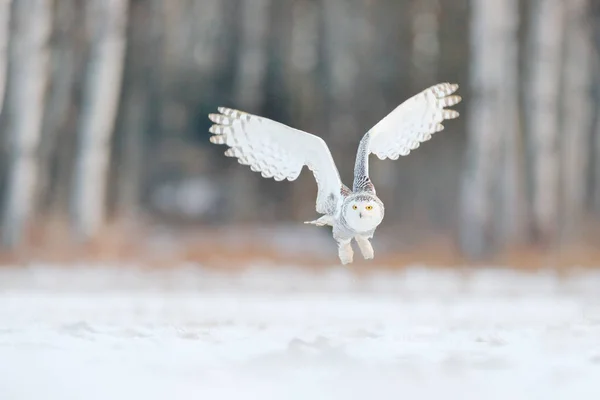 雪白的猫头鹰飞 美丽的雪猫头鹰飞 雪白的猫头鹰 Nyctea Scandiaca 稀有的鸟儿在空中飞翔 冬天行动场面以张开的翼 白头鹰在飞行 落叶松冬季森林 — 图库照片