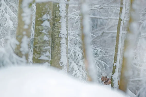 在雪林的猞猁 欧亚猞猁在冬天 来自捷克自然的野生动物场景 雪猫在大自然的栖息地 母亲与年轻 野猫家庭 猞猁在自然界的野生动物栖息地 二只猫 — 图库照片
