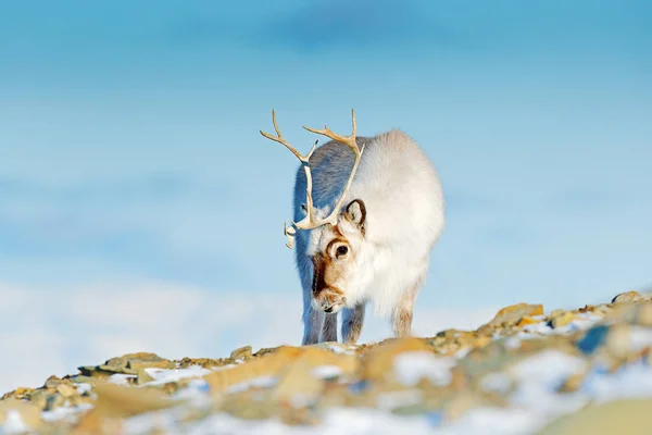 Krajina Sobů Zimní Špicberky Jelen Skalnaté Hory Svalbard Divoké Scény — Stock fotografie