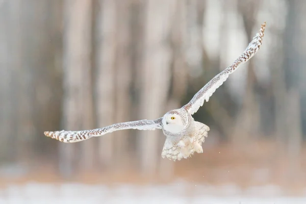 シロフクロウは バック グラウンドで白樺の木の森を飛ぶ シロフクロウ Nyctea Scandiaca まれな鳥が空オープンの翼 フィンランドとの冬のアクション シーンで飛んでいます 鳥の飛行 — ストック写真