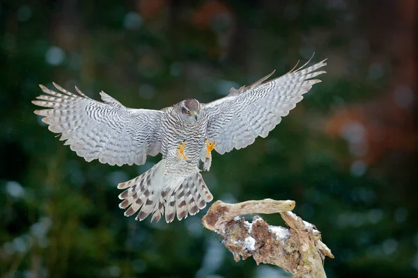 Habicht Landung Habicht Fliegender Greifvogel Mit Offenen Flügeln Mit Abendsonnenhintergrundbeleuchtung — Stockfoto