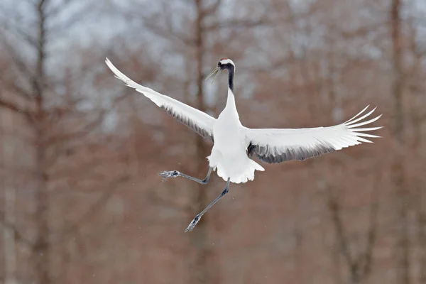 Crane Fly Flying White Bird Red Crowned Crane Grus Japonensis — Stock Photo, Image