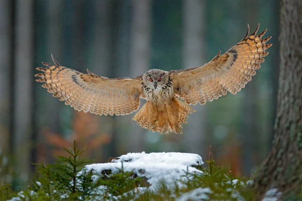 Berguv Landning Snöiga Stubbe Skogen Flygande Berguv Med Öppna Vingar — Stockfoto