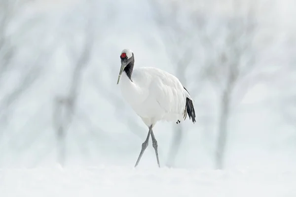 Grúa Coronada Roja Grus Japonensis Caminando Blanca Con Tormenta Nieve — Foto de Stock