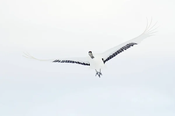 폭풍과 크레인 홋카이도 눈으로 장면에서 새입니다 자연에서 댄스입니다 자연에서 장면입니다 — 스톡 사진