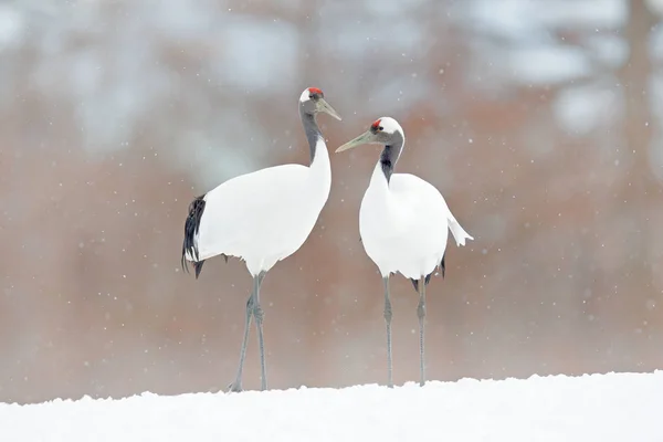 Dancing Pair Red Crowned Crane Open Wing Flight Snow Storm — Stock Photo, Image