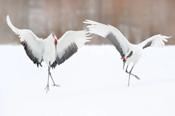 Χορεύοντας Ζευγάρι Κόκκινος Στεμμένος Γερανός Άνοιγμα Φτερών Κατά Την Πτήση — Φωτογραφία Αρχείου