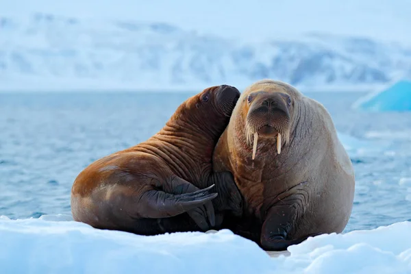 子供を連れた 女性と若いセイウチ 大きな動物の冬の北極の風景です 冷たい氷の上の家族 セイウチ 大繁殖を雪 スバールバル諸島 ノルウェーで白い氷の上青い水から出す — ストック写真