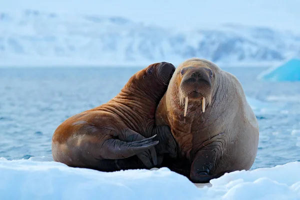 Anne ile yavrusu. Genç erkek ile Deniz aygırı. Kış Arctic yatay, büyük hayvan. Aile soğuk buz üzerinde. Mors, Odobenus erkek, kar, Svalbard, Norveç ile beyaz buz üzerinde mavi sudan dışarı sopa. 