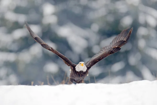 Eagle Hvězda Orel Bělohlavý Haliaeetus Leucocephalus Létající Hnědé Dravec Bílou — Stock fotografie