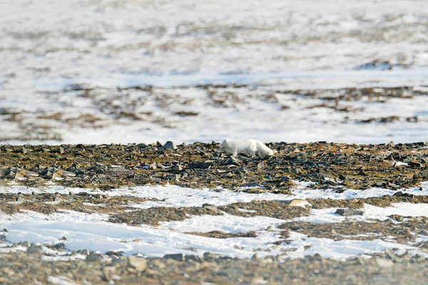 生息地 冬の風景 スバールバル諸島 ノルウェーで北極きつねは 雪の中で美しい動物は フォックスを実行されています 自然の生息地で ホンドギツネの両翼から野生動物アクション シーン 生息地 — ストック写真