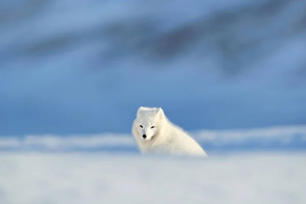 Polarfuchs Lebensraum Winterlandschaft Spitzbergen Norwegen Schönes Tier Schnee Lauffuchs Tieraktionsszene — Stockfoto