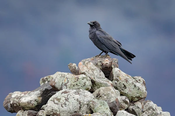 Cuervo Negro Sentado Piedra Piedra Alce Con Pájaro Negro Pájaro —  Fotos de Stock