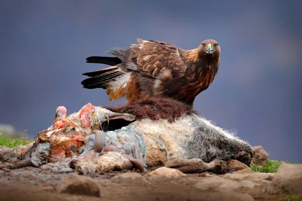 Eagle and cow calf carcass. Animnal behaviour. Bird feeding behaviour in rocky mountain. Hunter with catch. Golden eagle in grey stone habitat. Fox carcass. Golden Eagle, Bulgaria, feeding.