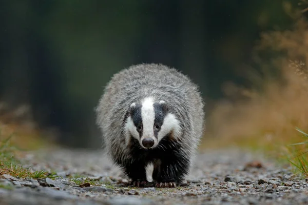 Badger Uitgevoerd Bos Dierlijke Natuur Habitat Duitsland Europa Wildlife Scène — Stockfoto