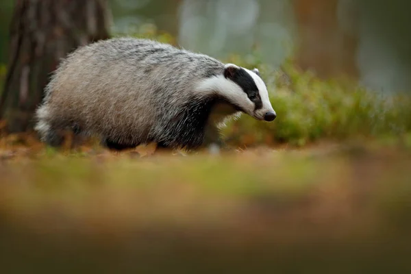 Badger Bos Dierlijke Natuur Habitat Duitsland Europa Wildlife Scène Wild — Stockfoto