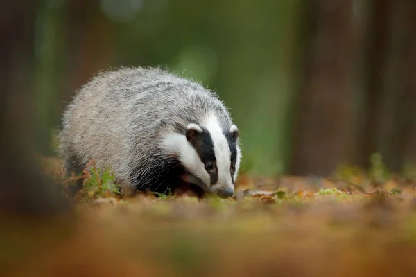 Tejón Bosque Hábitat Naturaleza Animal Alemania Europa Escena Vida Salvaje — Foto de Stock