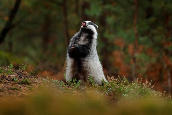 Jezevec Lese Zvířat Přírodní Stanoviště Německo Evropa Přírodní Scéna Wild — Stock fotografie