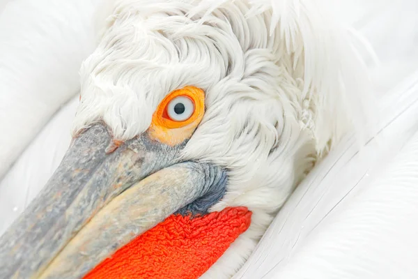 Pelicano Dálmata Pelecanus Crispus Lago Kerkini Grécia Palicano Com Asa — Fotografia de Stock