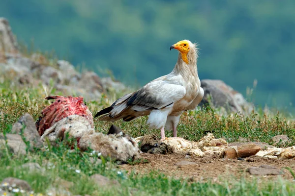 Avvoltoio Egiziano Neophron Percnopterus Grande Rapace Seduto Pietra Montagna Rocciosa — Foto Stock