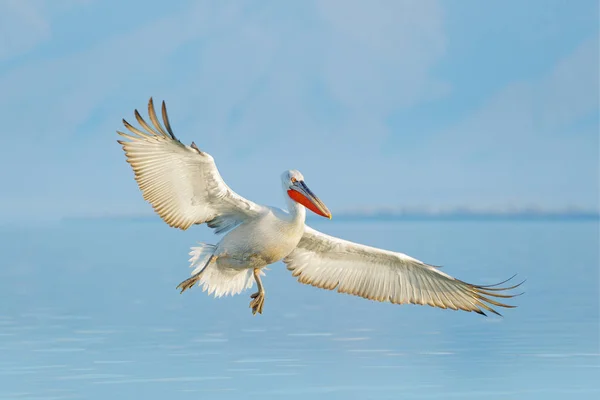 Αργυροπελεκάνος Αργυροπελεκάνος Λίμνη Κερκίνη Ελλάδα Palican Άνοιγμα Φτερών Κυνήγι Ζώων — Φωτογραφία Αρχείου