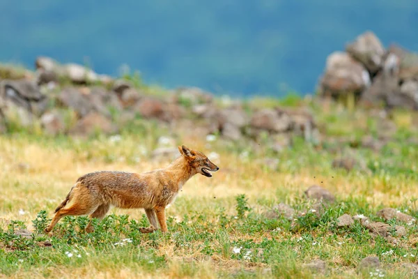 Chacal Dorado Canis Aureus Escena Alimentación Con Prado Hierba Madzharovo —  Fotos de Stock