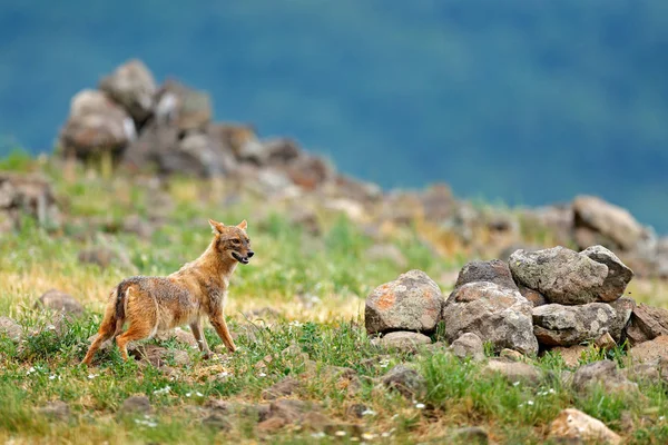 Goldschakal Canis Aureus Futterszene Mit Graswiese Madzharovo Rhodopen Bulgarien Wildtier — Stockfoto