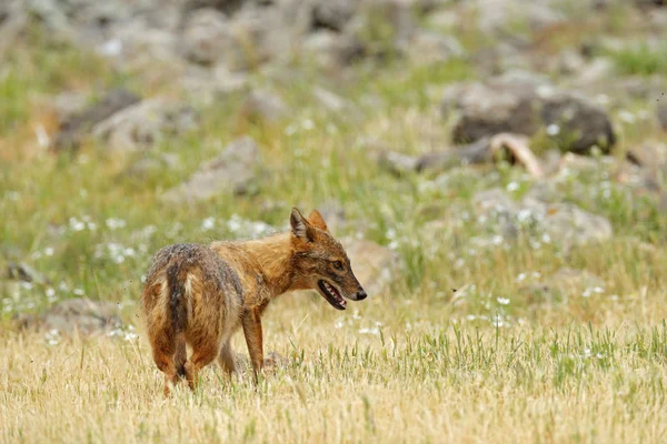 Golden jackal, Canis aureus, feeding scene with grass meadow, Madzharovo, Rhodopes, Bulgaria. Wildlife Balkan. Wild dog behaviour scene, nature. Mountain animal run habitat. Jackal catch.