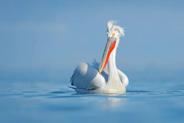 Далматинский Пеликан Pelecanus Crispus Озере Керкини Греция Паликан Открытым Крылом — стоковое фото