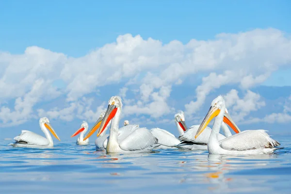 Далматинский Пеликан Pelecanus Crispus Озере Керкини Греция Паликан Открытым Крылом — стоковое фото