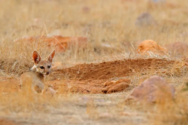 Indische Fox Vulpes Bengalensis Ranthambore National Park India Wilde Dieren — Stockfoto