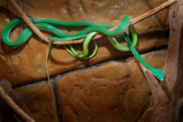 緑のつるヘビ 暗いの生息地での Oxybelis Fulgidus 非毒蛇自然の生息地で 南アメリカから動物 自然の中の黄色の青蛇 コスタリカの野生生物 — ストック写真