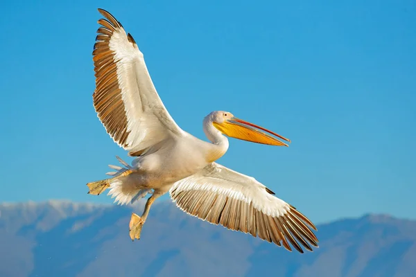 モモイロ ペリカン Kerkini ギリシャでのペリカン ナガバギシギシ 開いている翼 狩猟動物で Palican ヨーロッパ自然から野生動物のシーン 青い空に鳥 — ストック写真