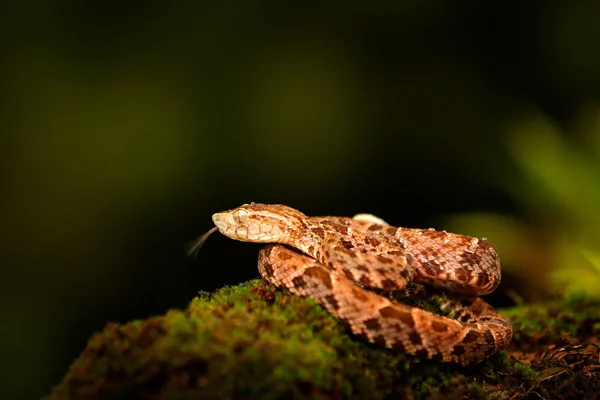 Serpente Velenoso Fer Lance Nell Habitat Naturale Comune Lancehead Bothrops — Foto Stock