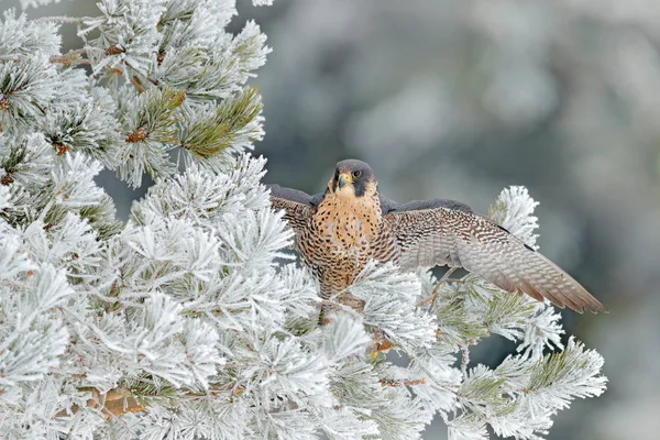 Peregrine Falcon, Bird of prey  with fly snow sitting on the white rime pine tree with dark green forest in background, action scene in the nature tree habitat, Germany, Europe. Falcon in nature.