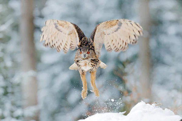 Owl Start Från Snö Flygande Eurasiska Berguv Med Öppna Vingar — Stockfoto