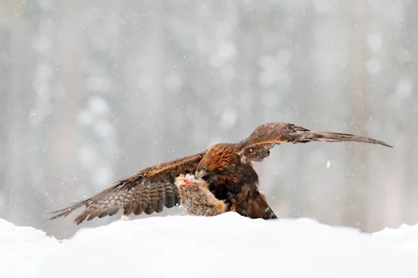 Дика Природа Зимовий Період Дикі Сцени Bird Від Зимових Природи — стокове фото