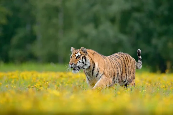 危険な動物の咲く草原 野生動物のロシア 虎と夏 動物の咲く歩行します 黄色い花を持つ虎 美しい生息地でシベリアの虎です 草の中に座っているアムールトラ — ストック写真
