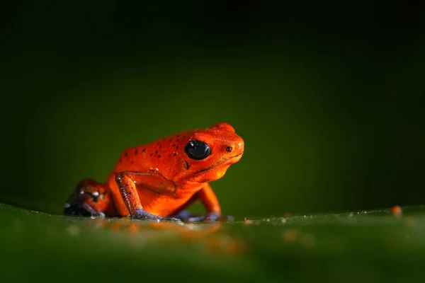 Red Strawberry Poison Dart Frog Dendrobates Pumilio Hábitat Natural Costa —  Fotos de Stock