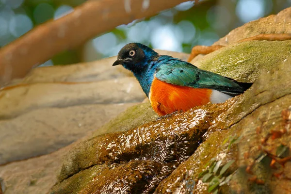 Superb Starling, exotic blue and orange bird, face to face view, sitting on the stone, found in south-east Sudan, north-east Uganda, Ethiopia, Somalia, Kenya and south to central Tanzania