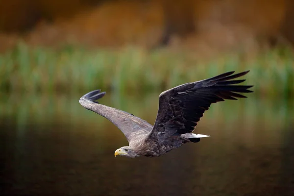 Seeadler Heilbutt Albicilla Flug Über Dem Wasser Greifvogel Mit Wald — Stockfoto