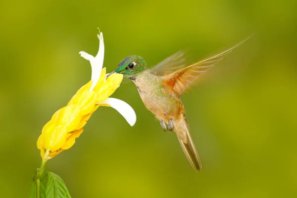 Hummingbird Fawn Breasted Brilian Heliodoxa Rubinoides Dengan Bunga Kuning Latar — Stok Foto