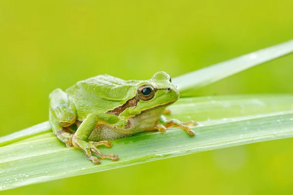 European tree frog, Hyla arborea, sitting on grass straw with clear green background. Nice green amphibian in nature habitat. Wild frog on meadow near the river, habitat.