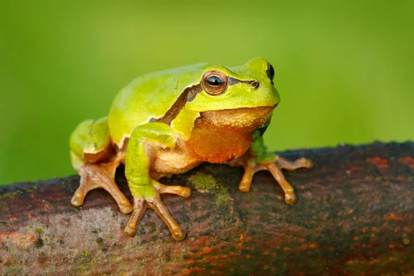 Rana Arbórea Europea Hyla Arborea Sentada Sobre Paja Hierba Con — Foto de Stock