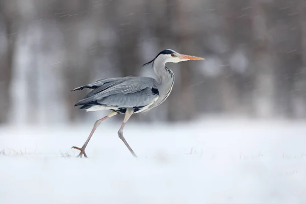 Grey Heron White Snow Wind Cold Winter Wildlife Scene Poland — Stock Photo, Image