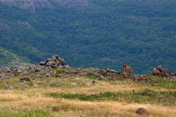 Golden jackal, Canis aureus, feeding scene with grass meadow, Madzharovo, Rhodopes, Bulgaria. Wildlife Balkan. Wild dog behaviour scene, nature. Mountain animal run habitat. Jackal catch.