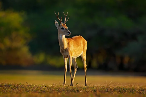 草原鹿 Ozotoceros Bezoarticus 坐在绿草 潘塔纳尔 大自然的野生动物场景 自然栖息地 巴西野生动物 森林里的日落 轻的鹿 — 图库照片
