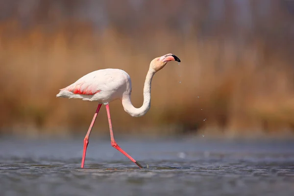 Rózsás Flamingó Phoenicopterus Ruber Gyönyörű Rózsaszín Nagy Madár Sötét Kék — Stock Fotó