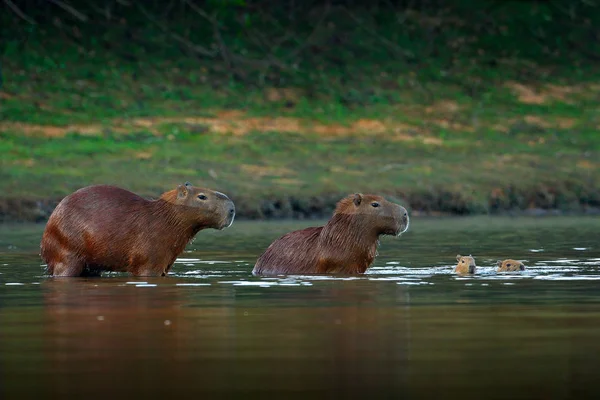 Capybara Οικογένεια Δύο Μικρά Μεγαλύτερο Ποντίκι Στο Νερό Φως Βράδυ — Φωτογραφία Αρχείου